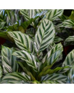 Goeppertia Concinna, Prayer Plant 'Freddie'
