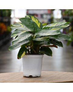 Ctenanthe Lubbersiana 'Gerten Grown'