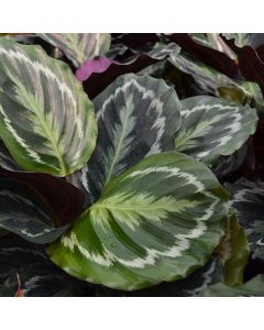 Goeppertia Roseopicta, Prayer Plant 'Medallion'