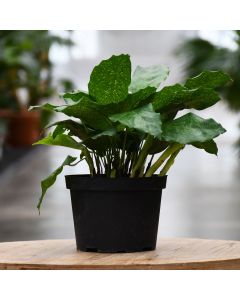 Calathea Musaica, Network Calathea