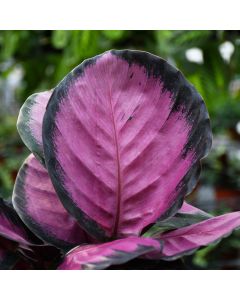 Goeppertia Roseopicta, Prayer Plant 'Pink Star'