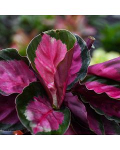 Goeppertia Roseopicta, Prayer Plant 'Rosey'