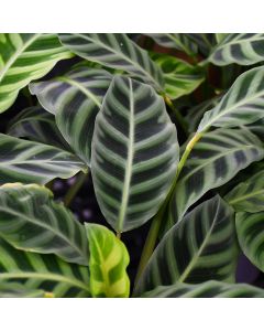 Goeppertia Zebrina, Prayer Plant 'Zebra Plant'
