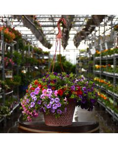 Calibrachoa Mix Hanging Basket