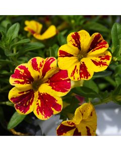 Calibrachoa, Lia™ Abstract 'Lemon Cherry'