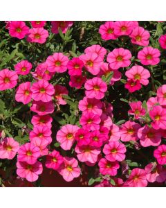 Calibrachoa, Cabaret® 'Pink Improved'