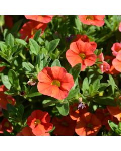 Calibrachoa, Cabaret® 'Orange'