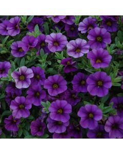 Calibrachoa, Cabaret® 'Midnight Blue'