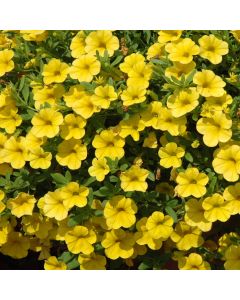 Calibrachoa, Cabaret® 'Yellow'