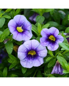Calibrachoa, Eyeconic™ 'Purple'