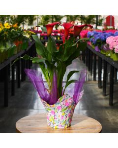 Zantedeschia, Calla Lily 'Pink'