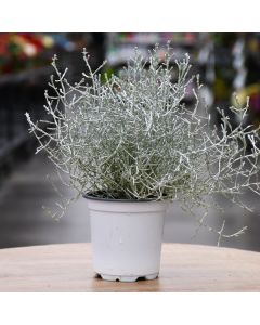 Calocephalus, Silver Bush