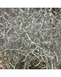 Calocephalus, Silver Bush