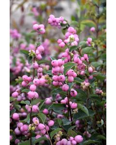 Symphoricarpos, Coralberry 'First Editions® Candy™'