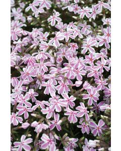 Phlox, Creeping 'Candy Stripe'