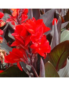 Canna Lily, Cannova® 'Scarlet'