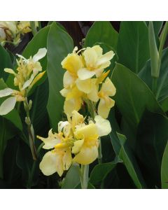 Canna Lily, Cannova® 'Yellow'