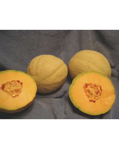Cucumis, Cantaloupe 'Rockstar'