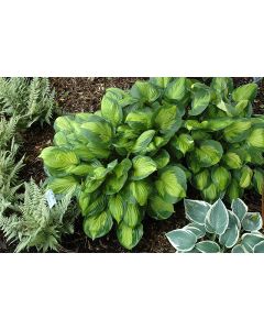 Hosta, Blue-Lime Leaf 'Captain Kirk'