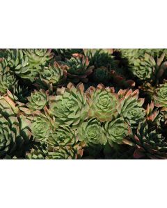 Sempervivum, Hen and Chicks, 'Carmen'