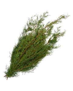 Cypress 'Carolina Sapphire Cypress'