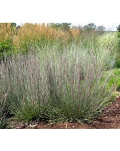 Schizachyrium, Little Bluestem 'Carousel'