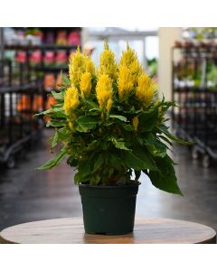Celosia Assortment