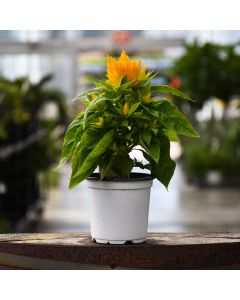 Celosia, Flamma 'Golden'
