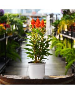5.25"" Pot