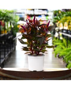 5.25"" Pot