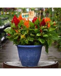 Celosia 'Summer' Patio Planter