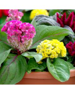 Celosia, Brainiac Mix