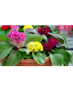 Celosia, Brainiac Mix (Cock's Comb)