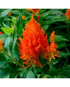 Celosia, Flamma 'Orange'