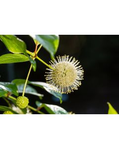 Cephalanthus, Buttonbush 'First Editions® Fiber Optics®'