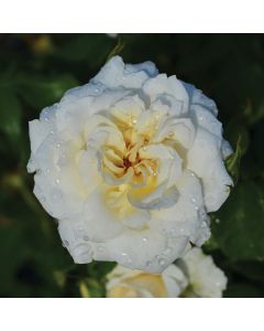 Rosa, Shrub Rose 'Easy Elegance® Champagne Wishes'