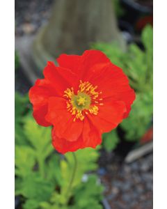 Papaver, Iceland Poppy 'Champagne Bubbles Scarlet'