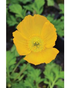 Papaver, Iceland Poppy 'Champagne Bubbles Yellow'