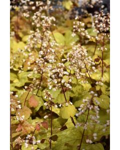 Heuchera, Gold Leaf Coral Bells 'Champagne'