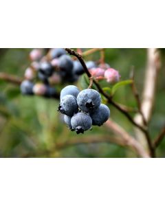 Vaccinium, Highbush Blueberry 'Chandler'