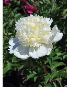 Paeonia, White Peony 'Charles White'