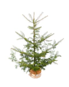 Table Top Tree 'Charlie Brown'