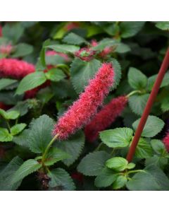 Acalypha, Chenille 'Firetail'