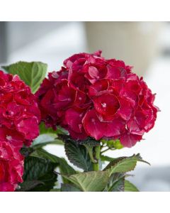 Hydrangea, Bigleaf 'Cherry-Go-Round™'