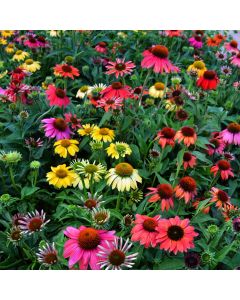 Echinacea, Coneflower 'Cheyenne Spirit'