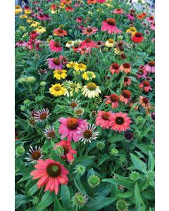 Echinacea, Coneflower 'Cheyenne Spirit'