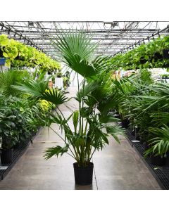 10"" Pot
