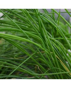 Allium, Chives