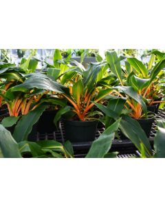 Chlorophytum, Fire Flash