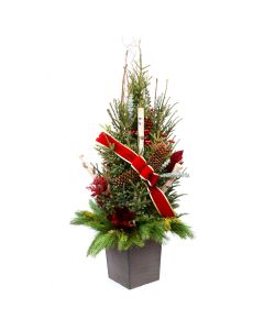 'Christmas Spirit' Spruce Tip Container